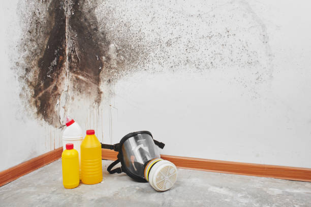 Best Mold Damage Restoration  in Dover Beaches North, NJ